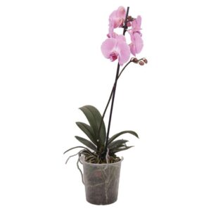A101 Canlı Çiçek Orkide Yorumları ve Özellikleri